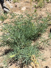 Lupinus hyacinthinus