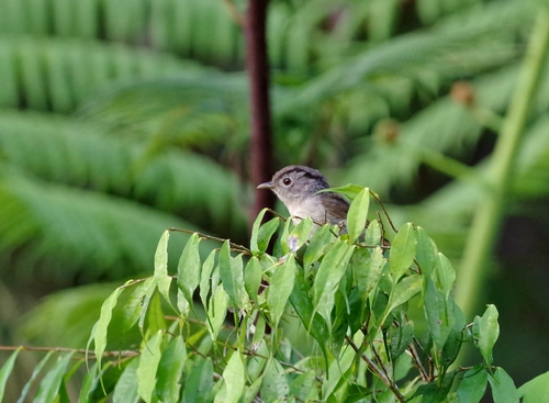 Alcippe peracensis
