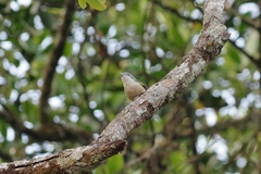 Pteruthius aeralatus