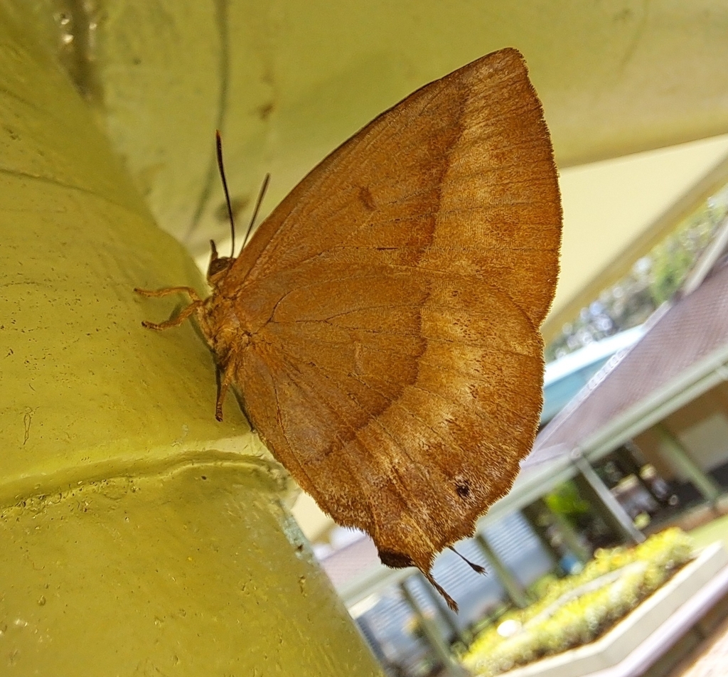 Amblypodia annetta (Amblypodia annetta)