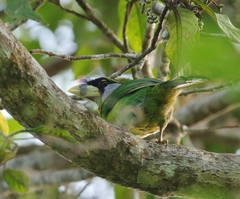 Psilopogon pyrolophus