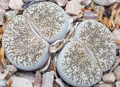 Lithops