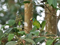 Psilopogon oorti
