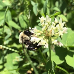 Bombus impatiens