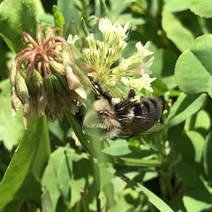 Bombus impatiens