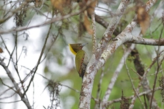 Chrysophlegma flavinucha