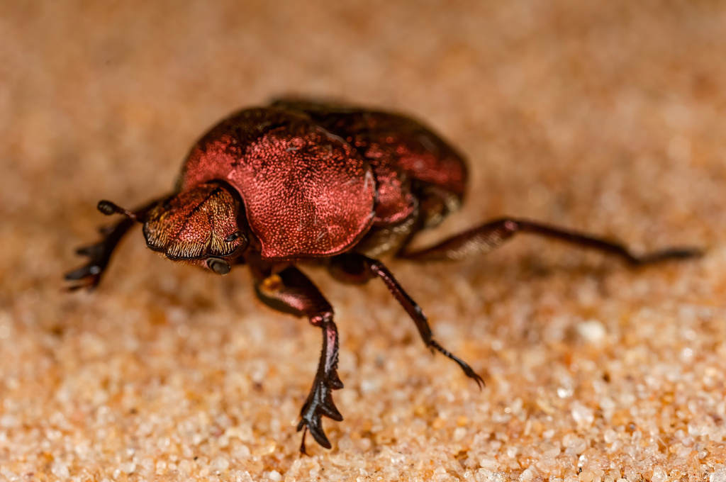 Gymnopleurus aenescens
