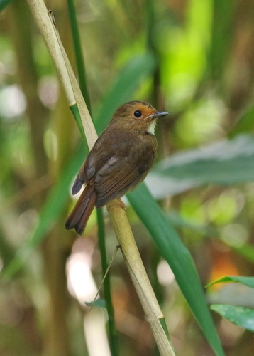 Anthipes solitaris