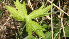 Anemonastrum canadense