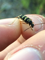 Typocerus sparsus