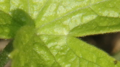 Anemonastrum canadense