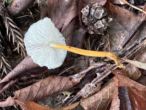 Strobilurus ohshimae