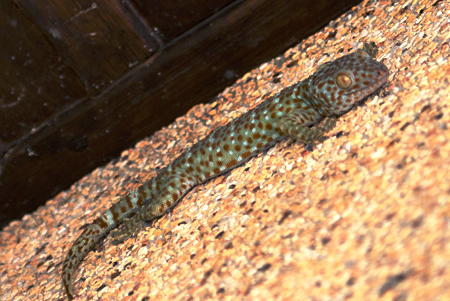 Tokay Gecko — seen at this dive site
