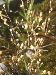 Arenaria leptoclados