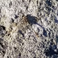 Gomphurus