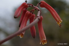 Aloe divaricata image