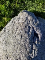 Gomphurus