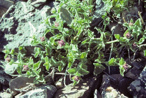 Cusick's Giant Hyssop (Agastache cusickii)