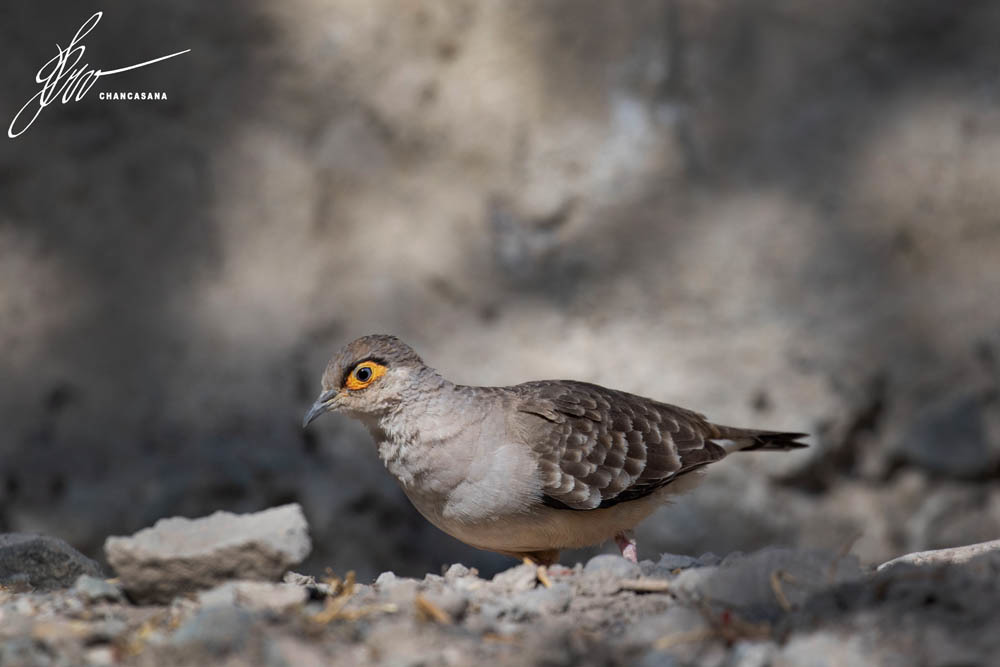 Bare-faced Ground Dove illustration