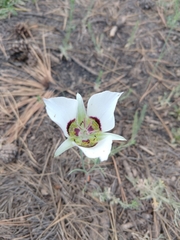 Calochortus ambiguus