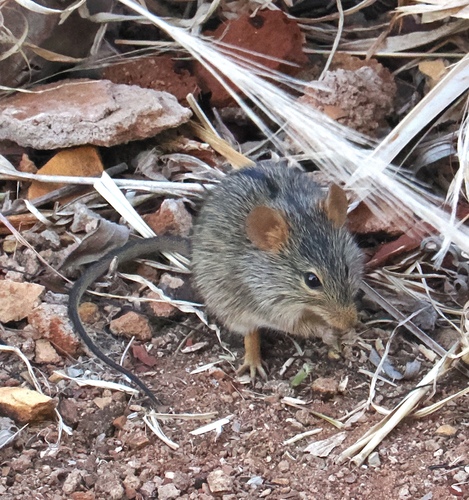 Single-Striped Lemniscomys
