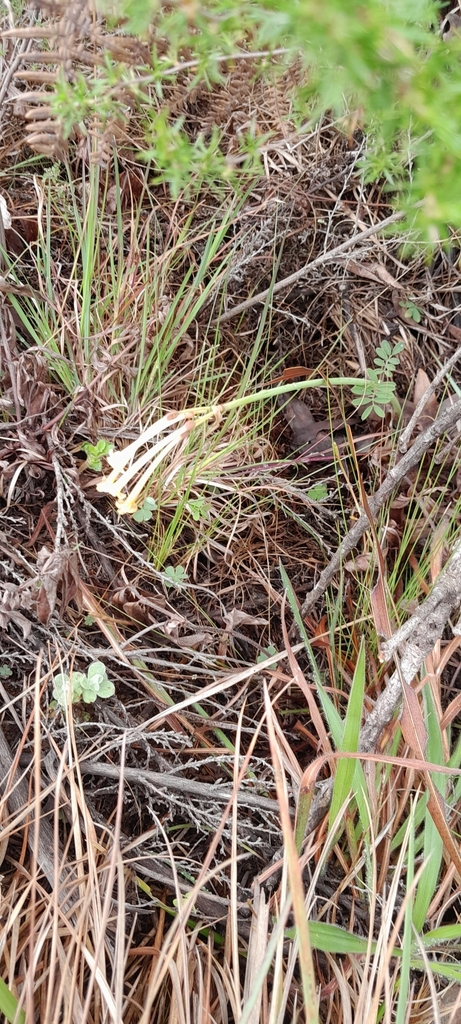 Cyrtanthus mckenii, Hogsback, 5721, South Africa