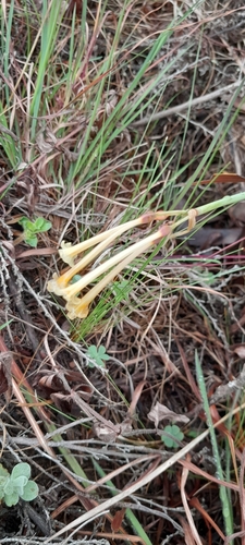 Cyrtanthus mckenii