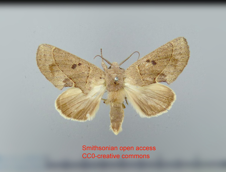 Hemiceras transducta