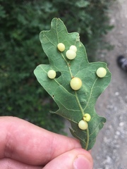 Xanthoteras eburneum