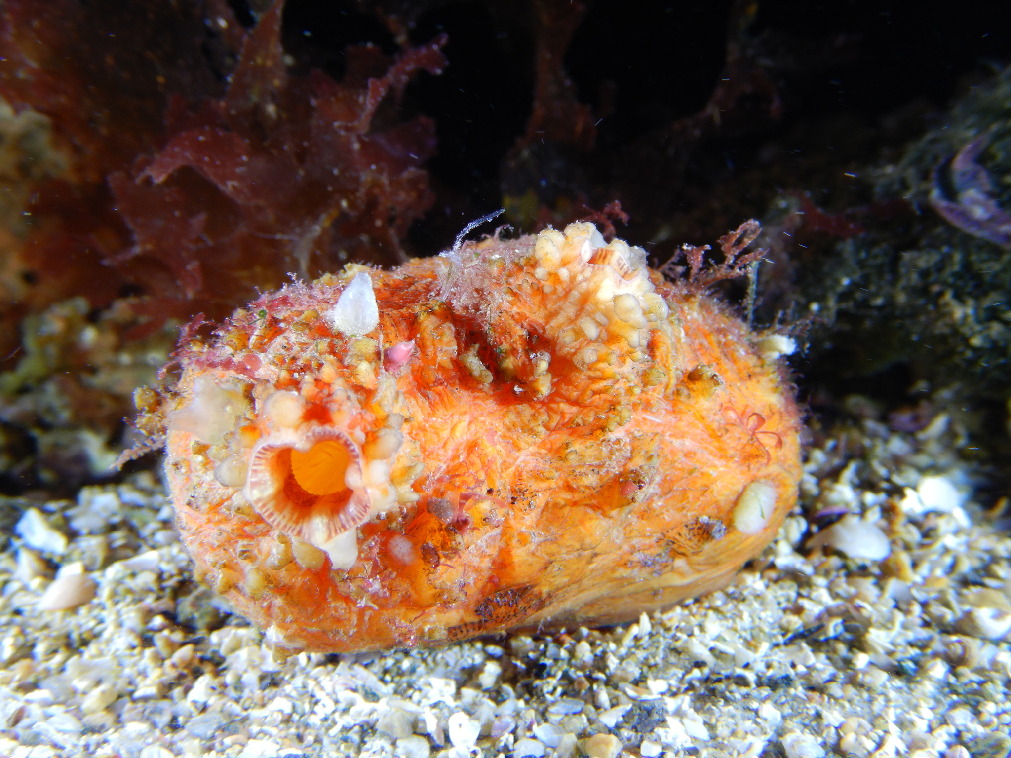 Asterocarpa humilis (Heller, 1878)