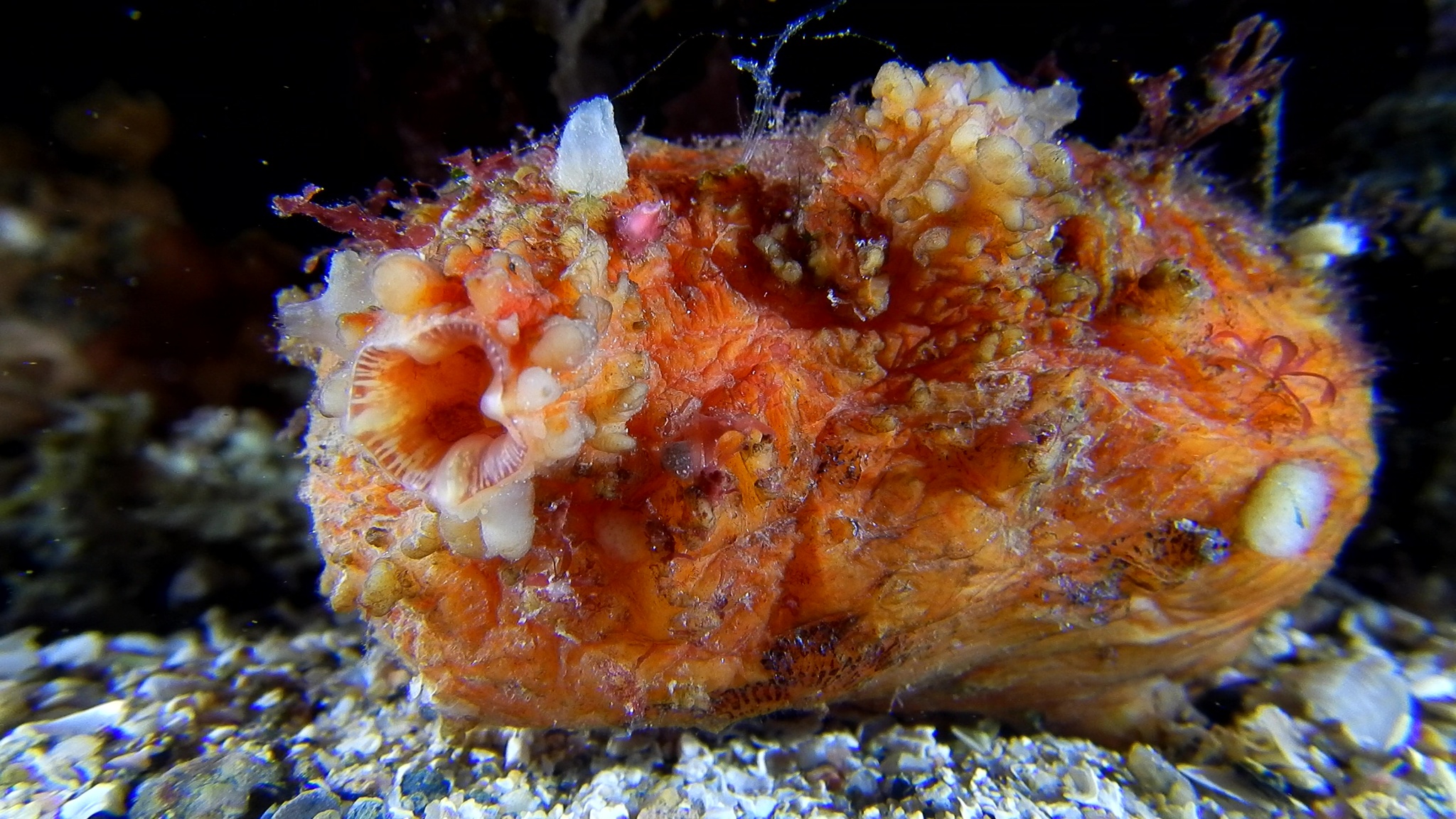 Asterocarpa humilis (Heller, 1878)