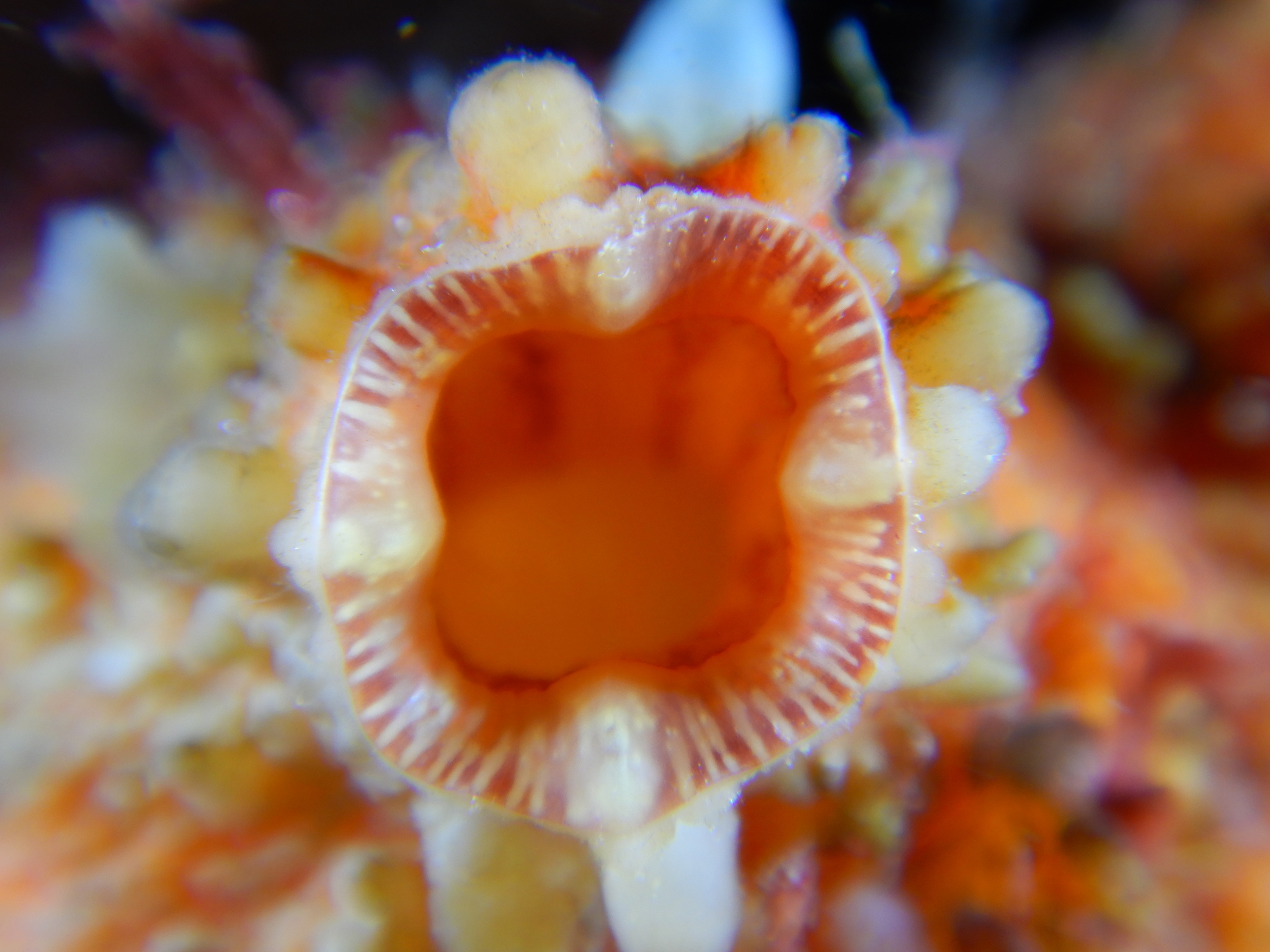 Asterocarpa humilis (Heller, 1878)