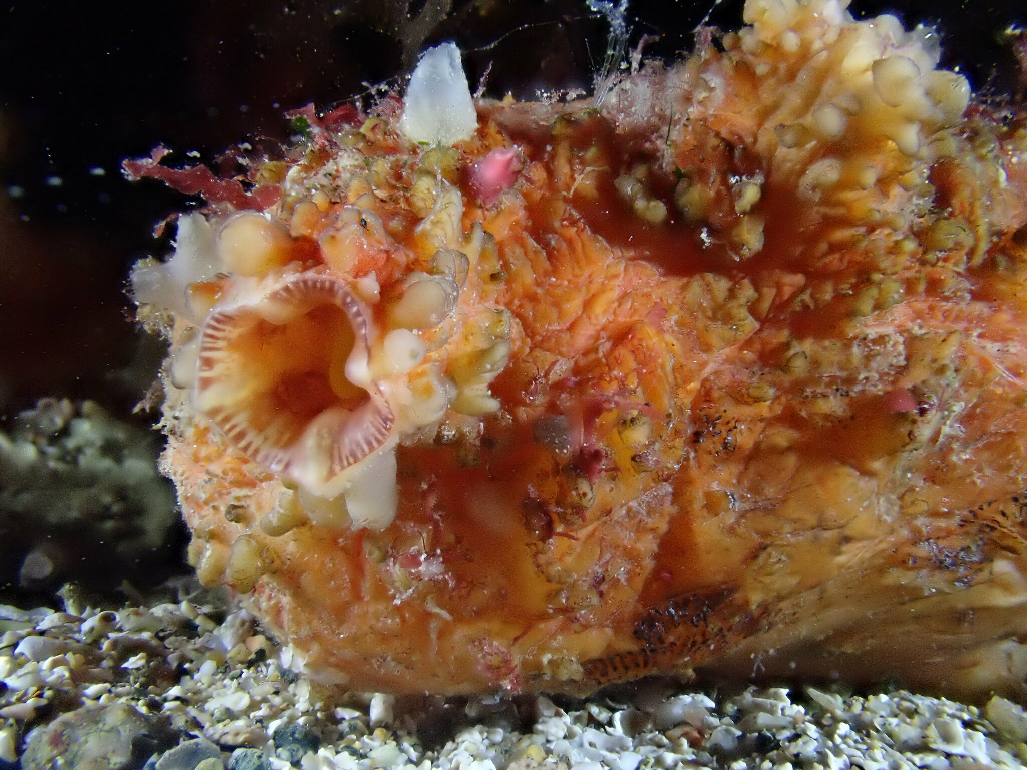Asterocarpa humilis (Heller, 1878)