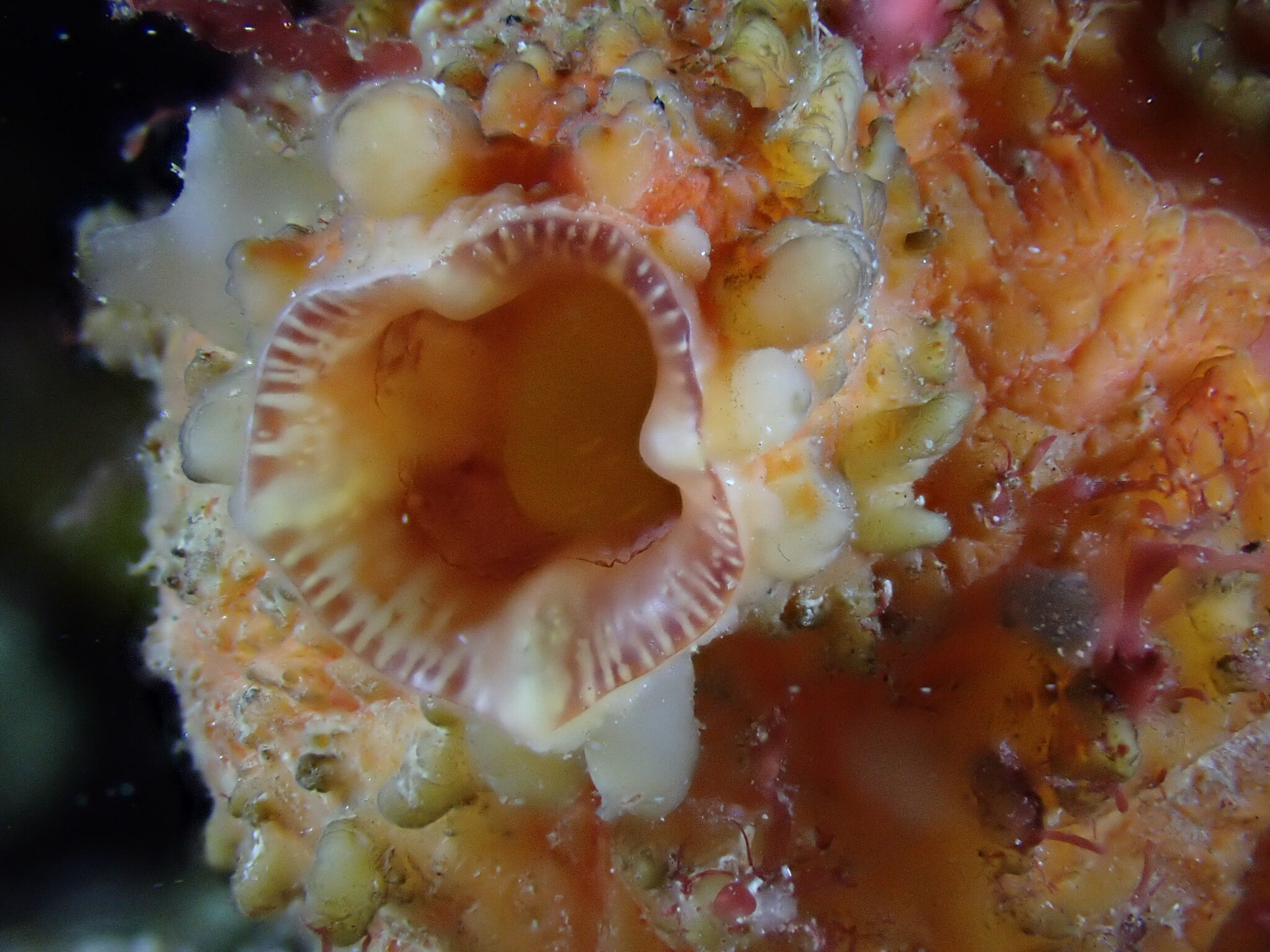 Asterocarpa humilis (Heller, 1878)