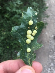 Xanthoteras eburneum