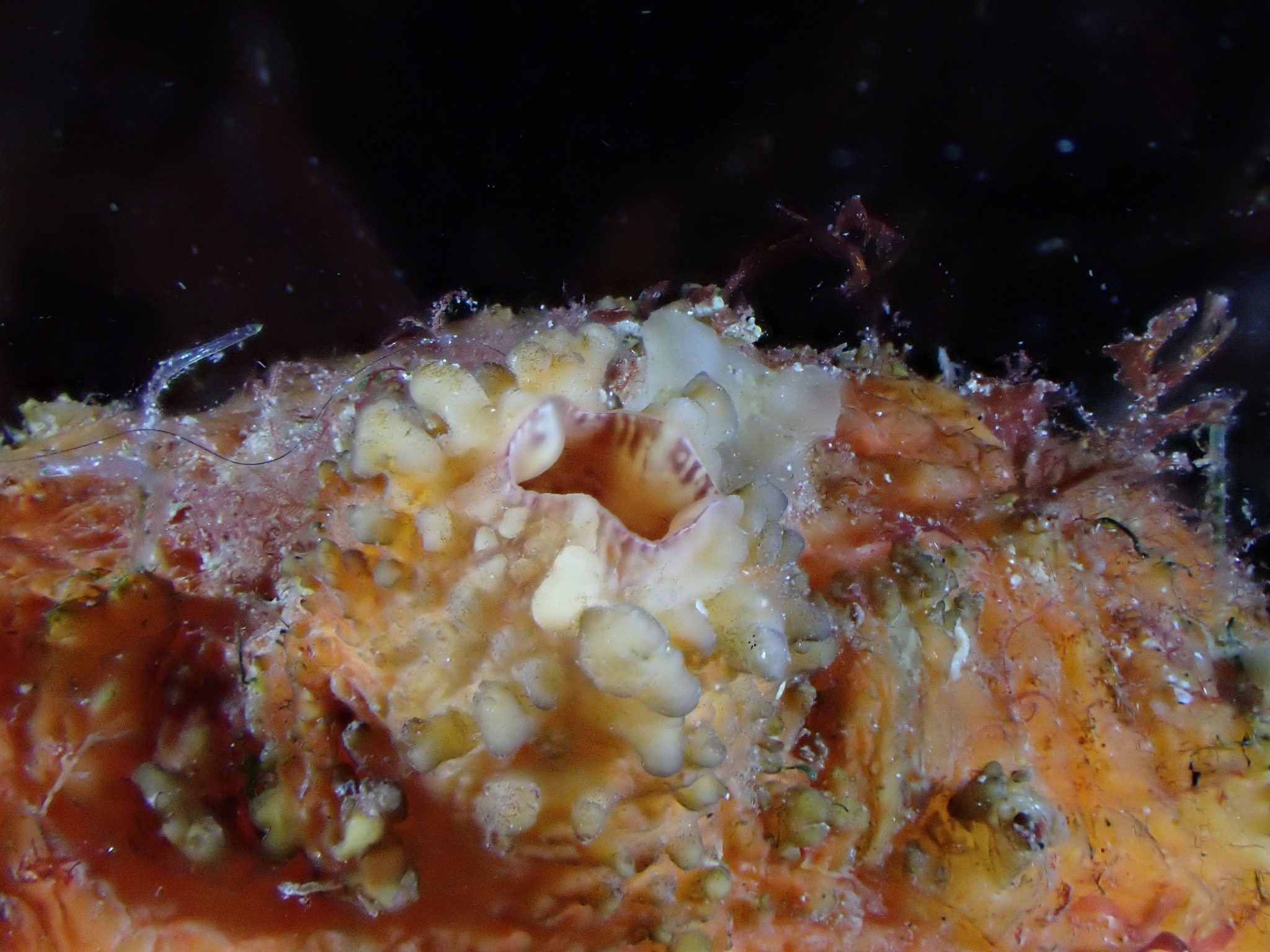 Asterocarpa humilis (Heller, 1878)