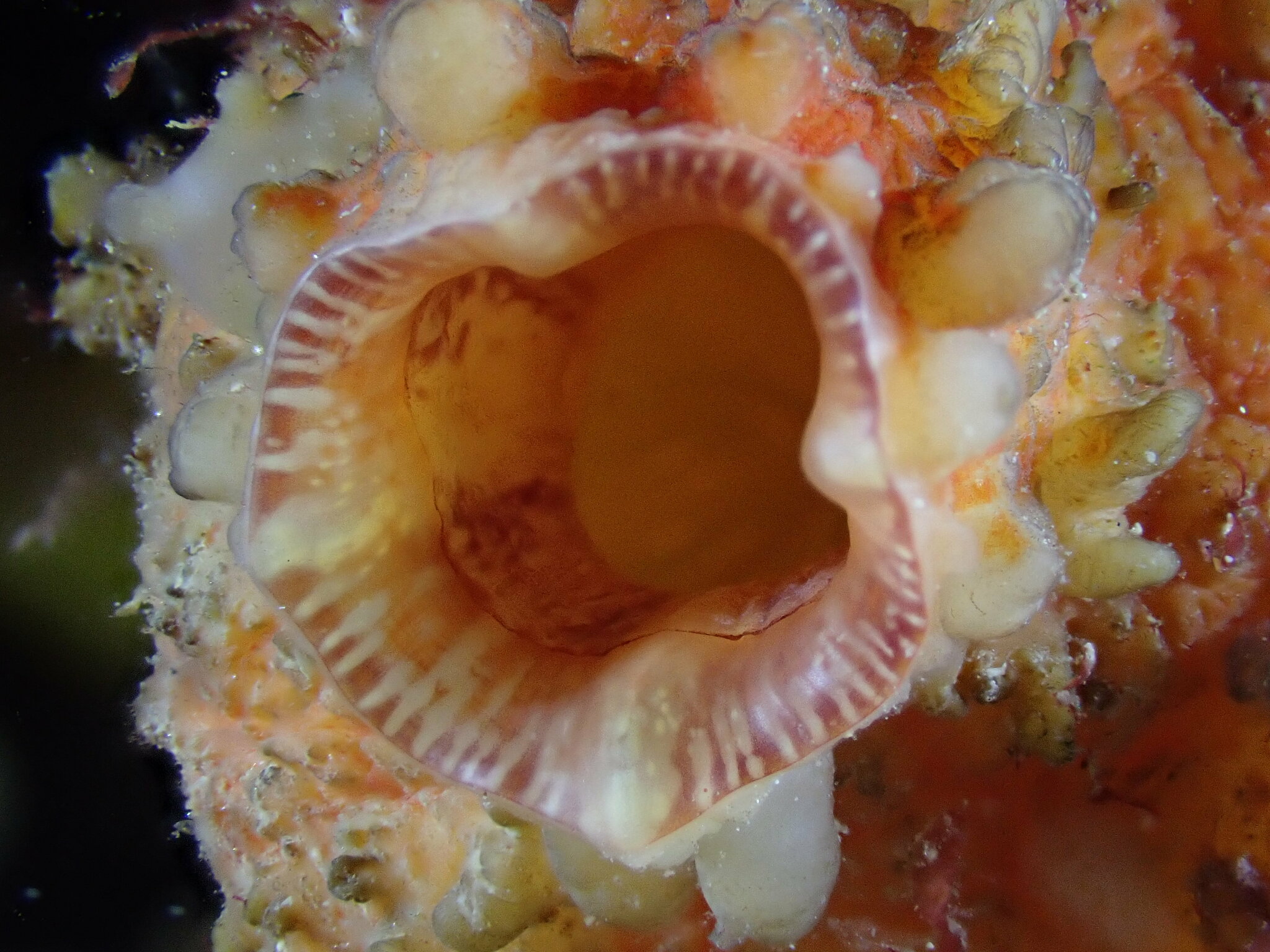 Asterocarpa humilis (Heller, 1878)