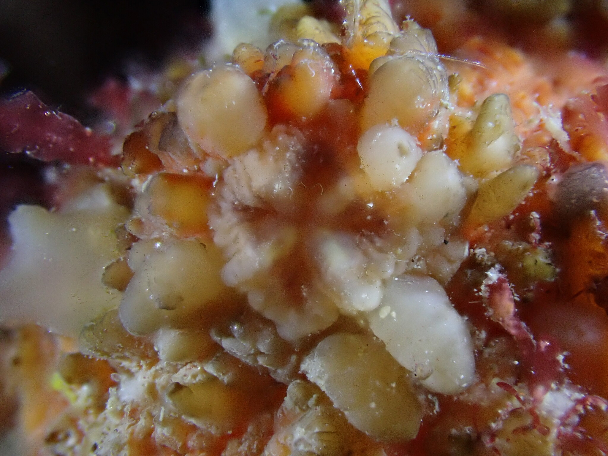 Asterocarpa humilis (Heller, 1878)