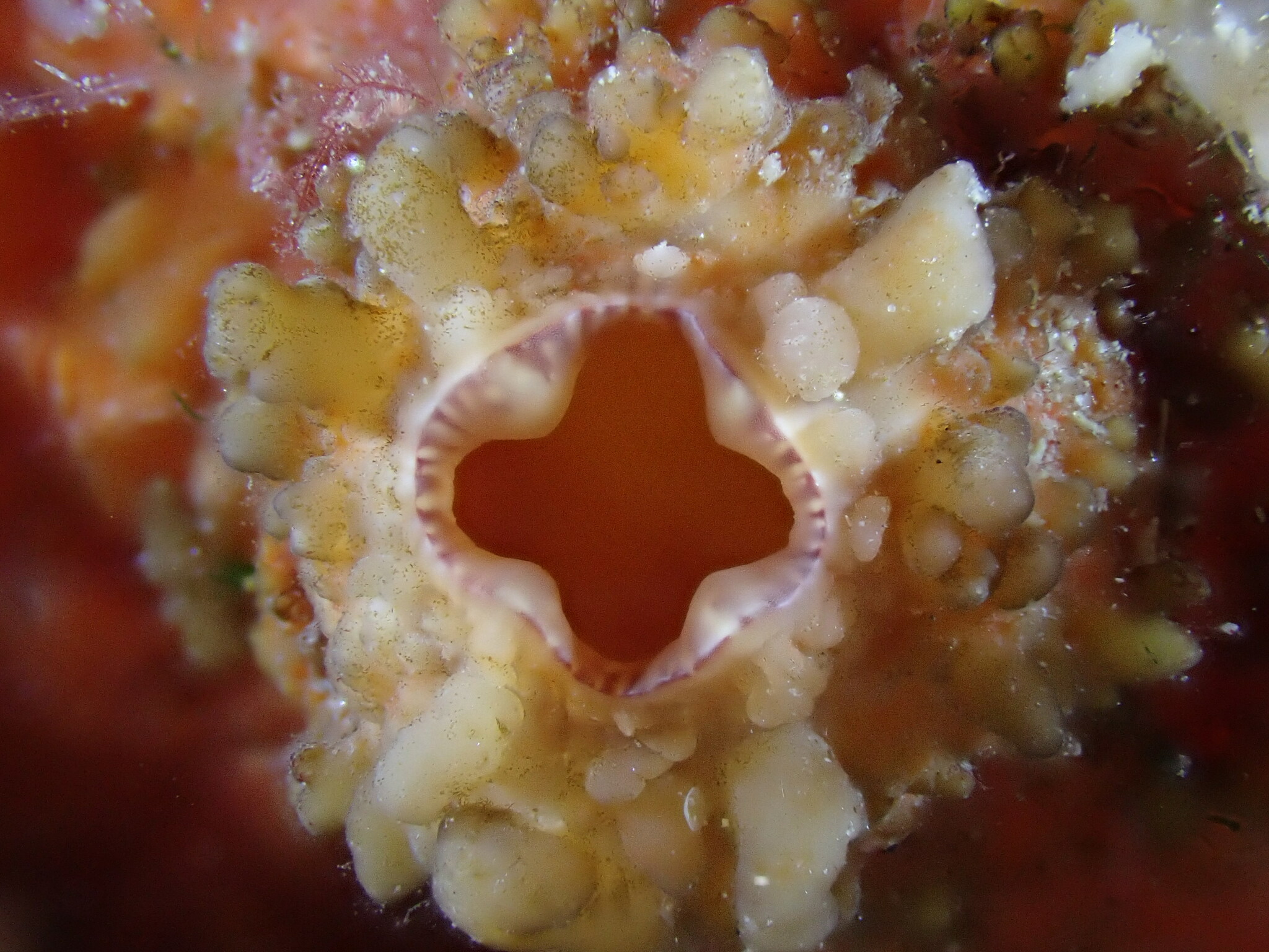 Asterocarpa humilis (Heller, 1878)