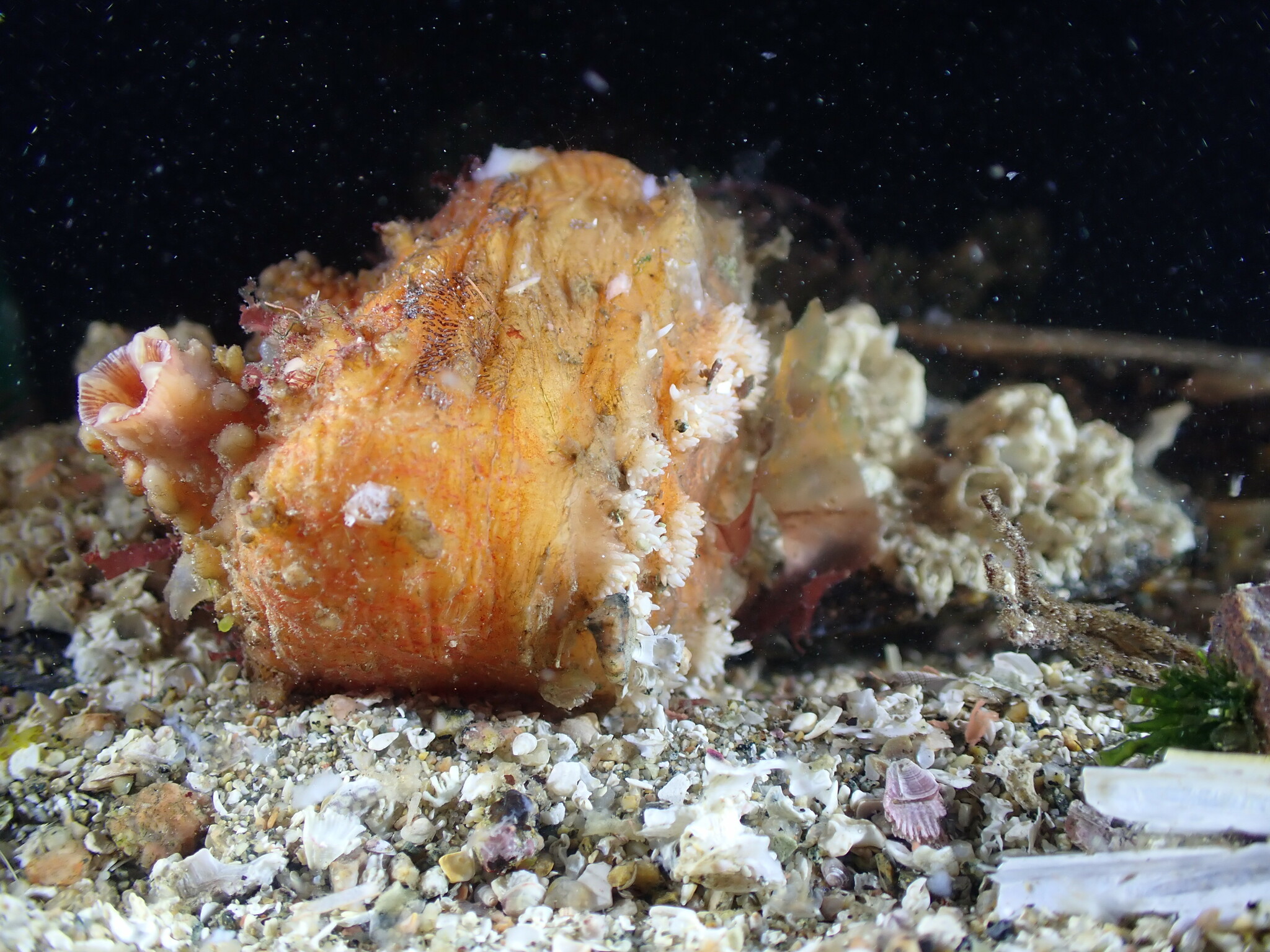 Asterocarpa humilis (Heller, 1878)