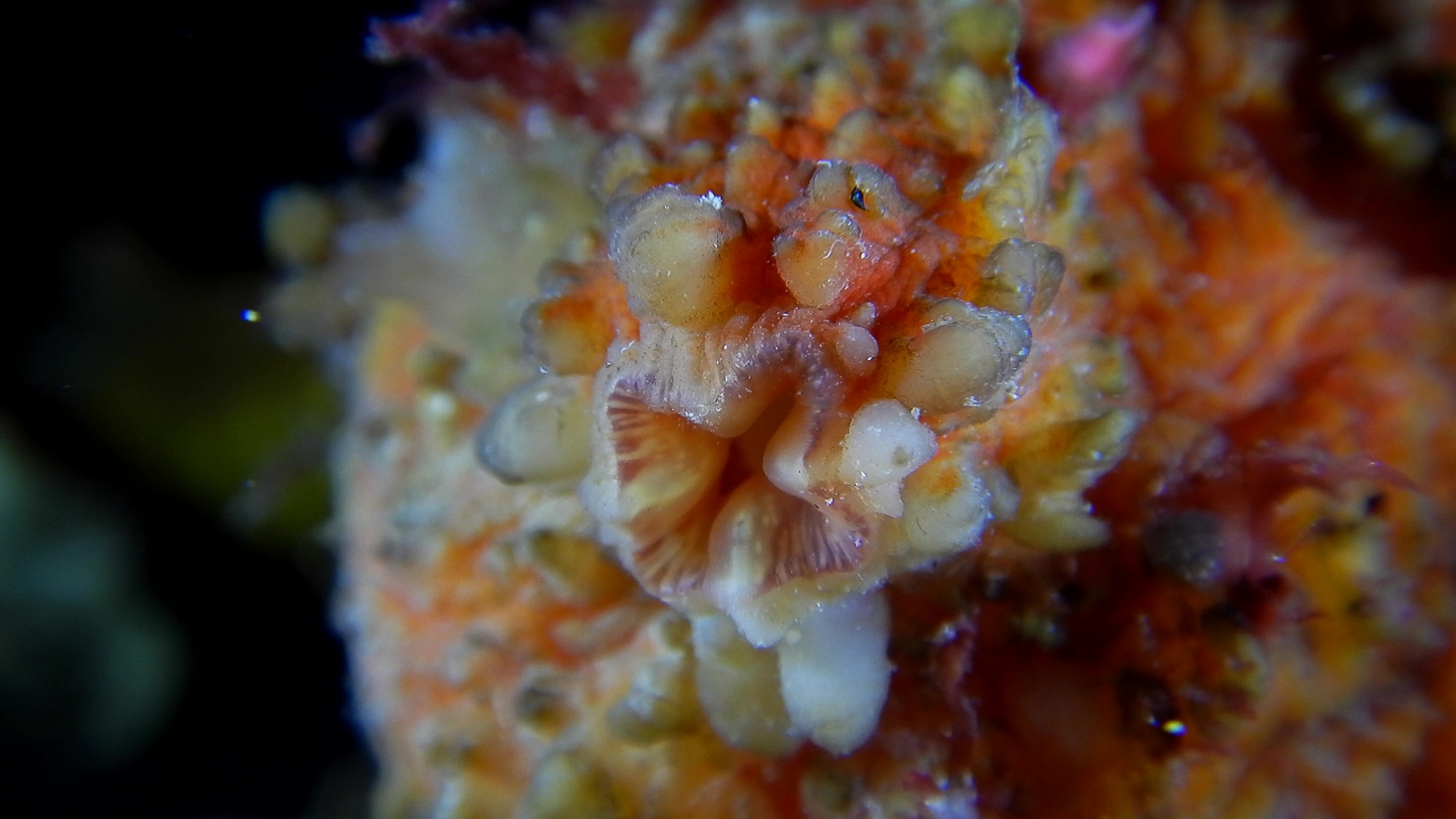 Asterocarpa humilis (Heller, 1878)