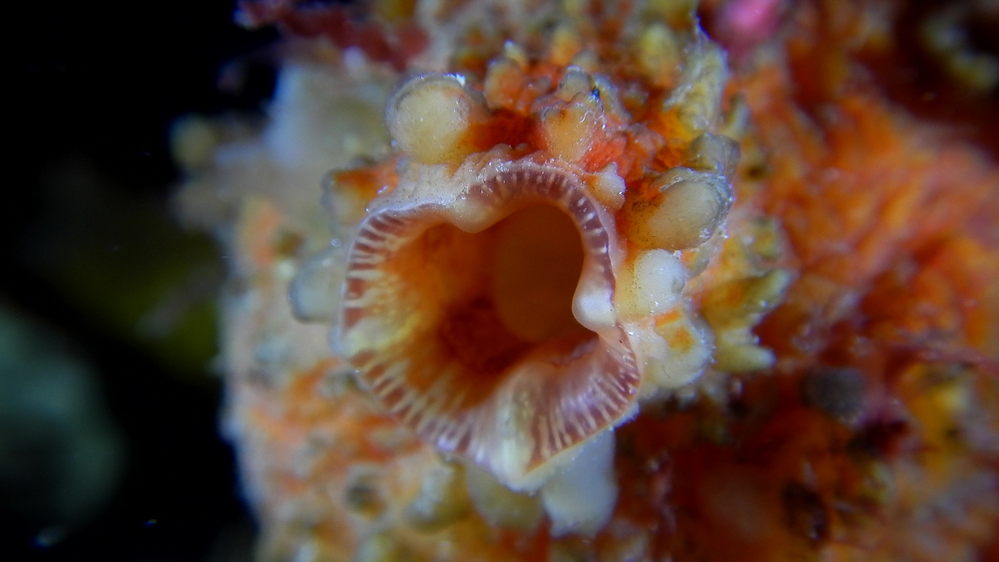 Asterocarpa humilis (Heller, 1878)