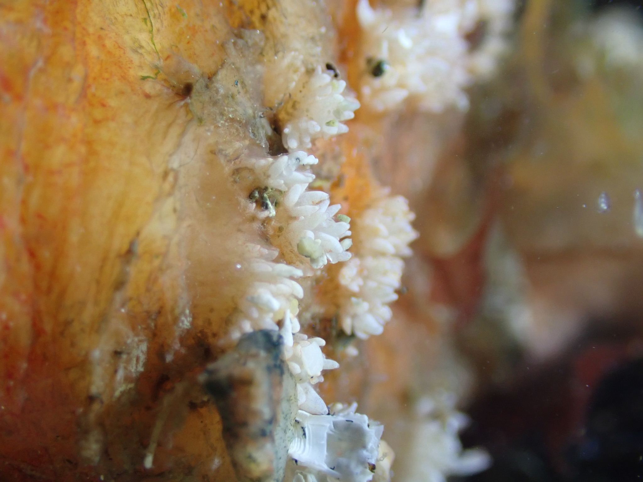 Asterocarpa humilis (Heller, 1878)