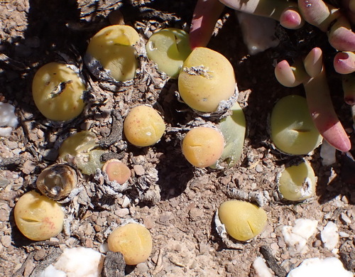 Image of Gibbaeum nuciforme by (c) Nicola van Berkel, some rights reserved (CC BY-SA)