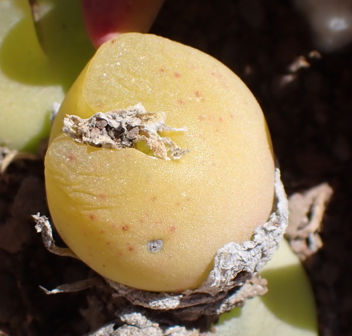 Crystal Humpfig (Gibbaeum nuciforme)