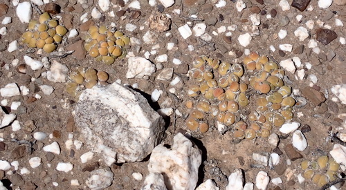 Image of Gibbaeum nuciforme by (c) Nicola van Berkel, some rights reserved (CC BY-SA)