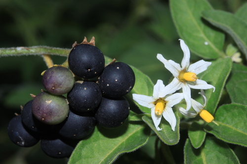 tall nightshade