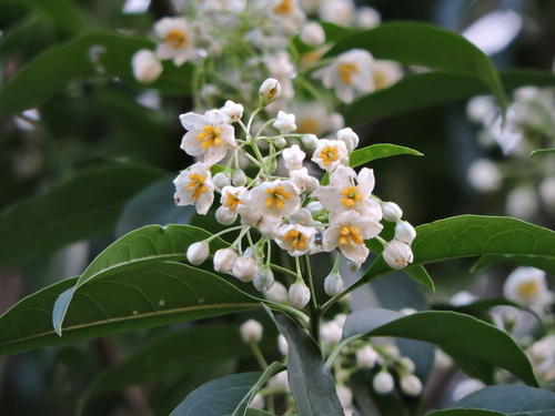 Solanum pabstii