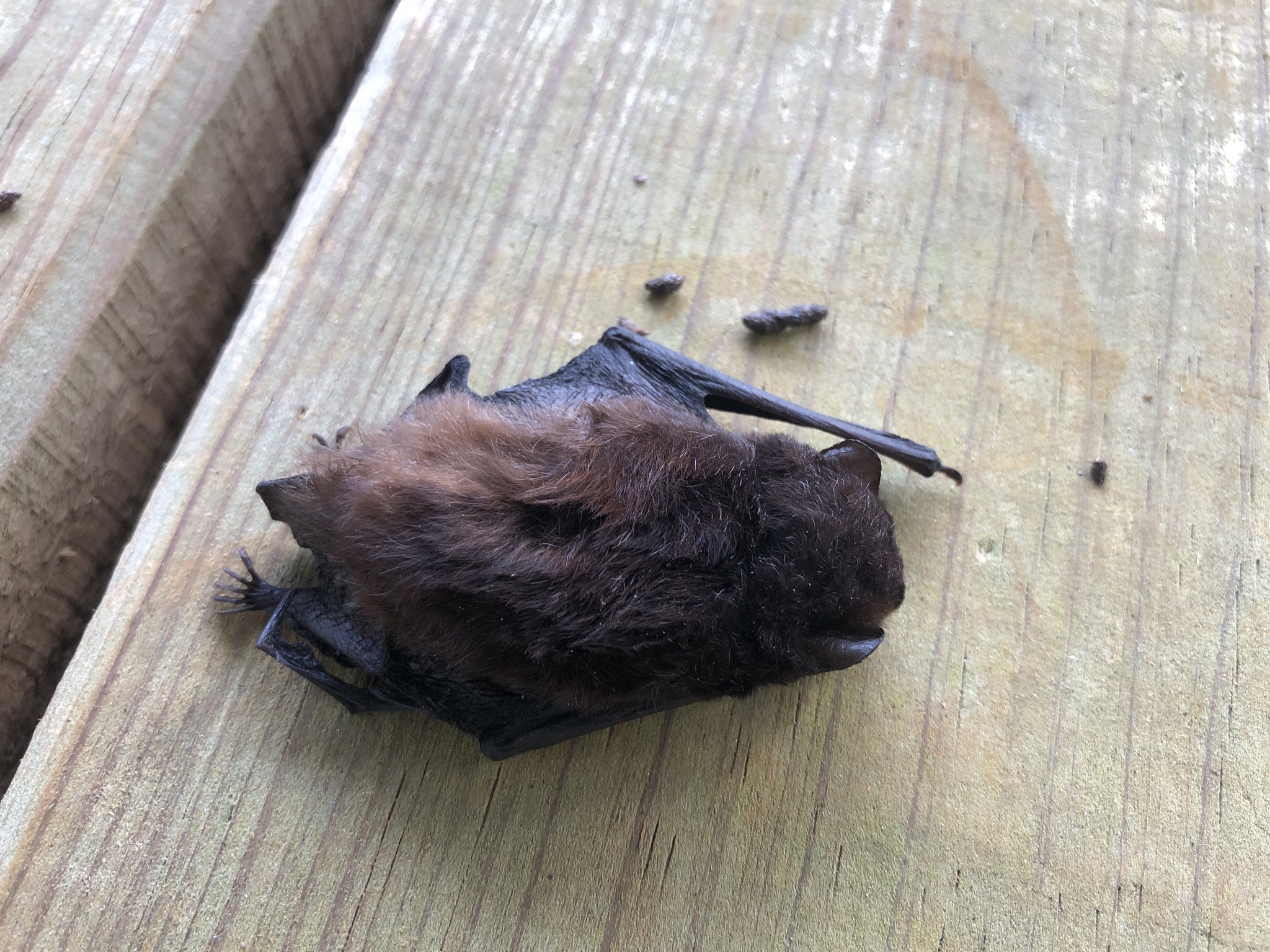 New Caledonia Wattled Bat photo 3