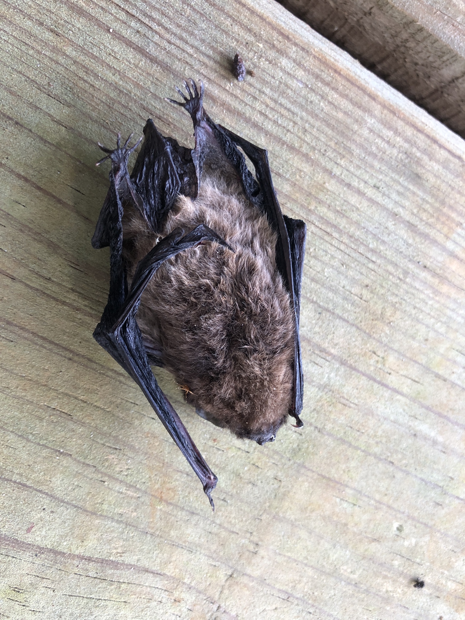 New Caledonia Wattled Bat photo 4